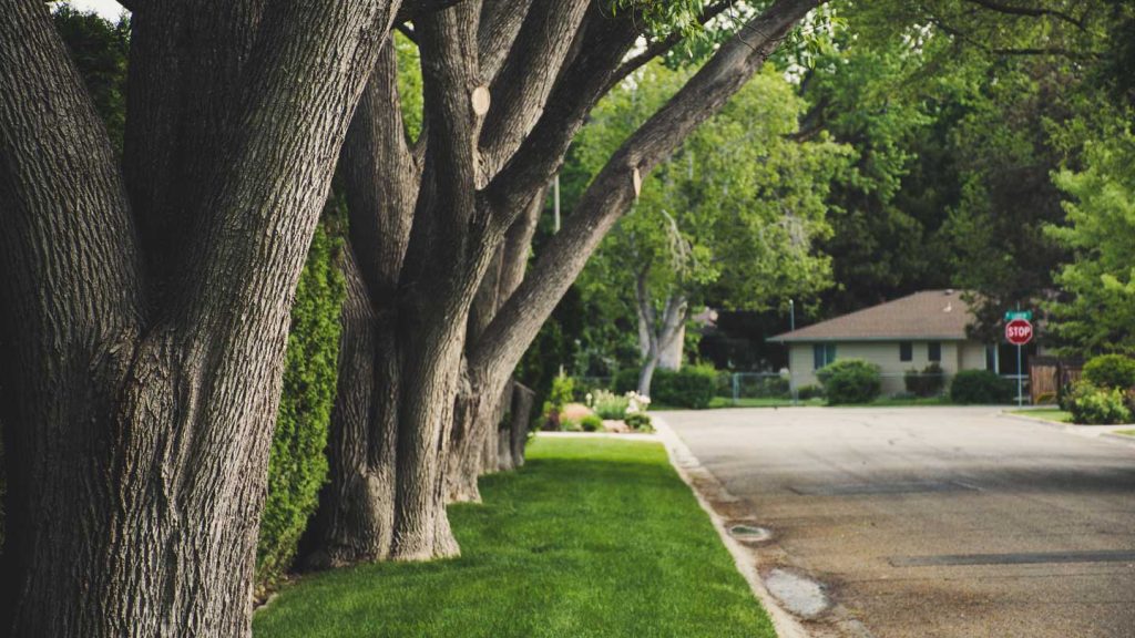 neighborhood and nature street view